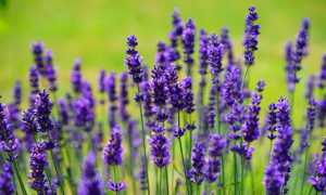 giardino lavanda