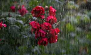 heavy rain g65bca10da 640