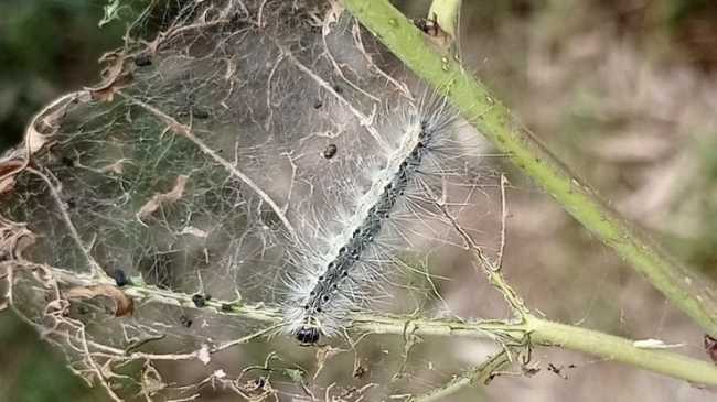 ifantria piante