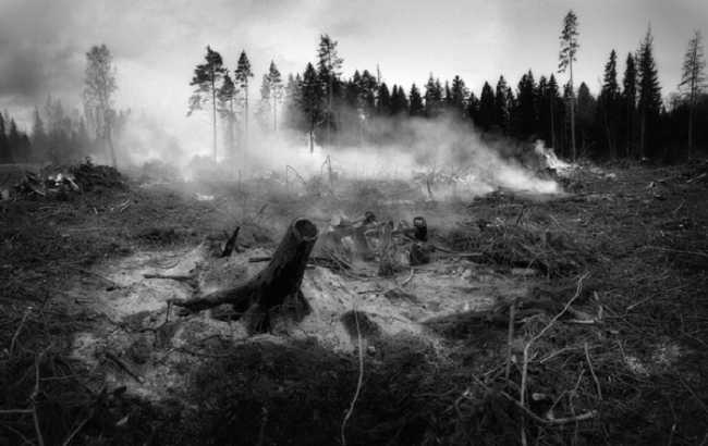 incendio fumo bosco