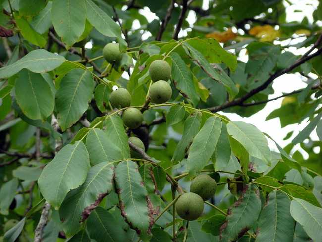juglans regia
