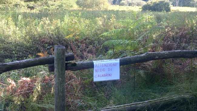 lagoni calabroni
