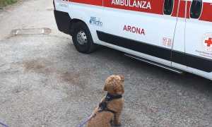 lesa cagnolino ambulanza