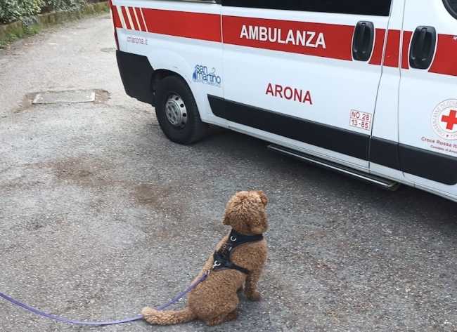 lesa cagnolino ambulanza
