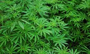 marjuana