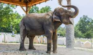 maya safari park