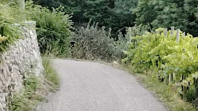 meina via basilio silvera