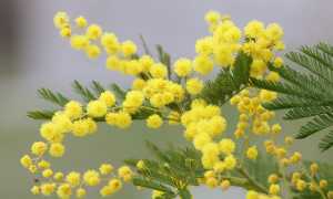 mimosa 2970960 640