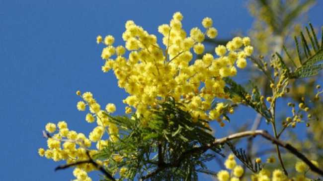 mimosa