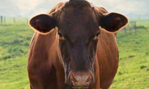mucca