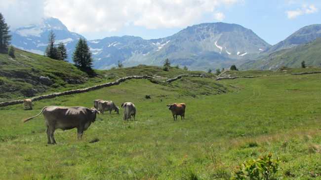 mucche prato ghaleorn fabbri