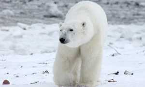 orso polare