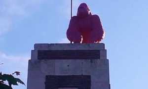 pink kong arona