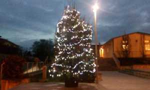 pombia albero