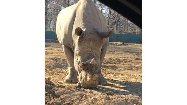 pombia rinoceronte martin