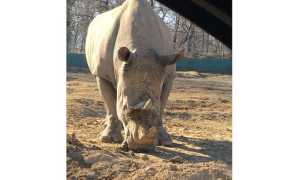 pombia rinoceronte martin