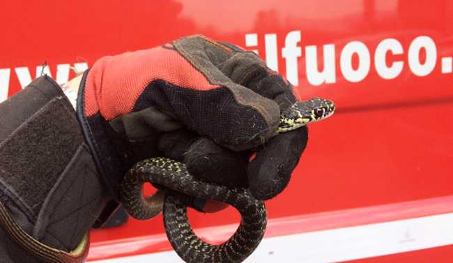 rettile vigile fuoco