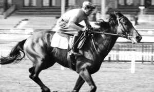 ribot foto