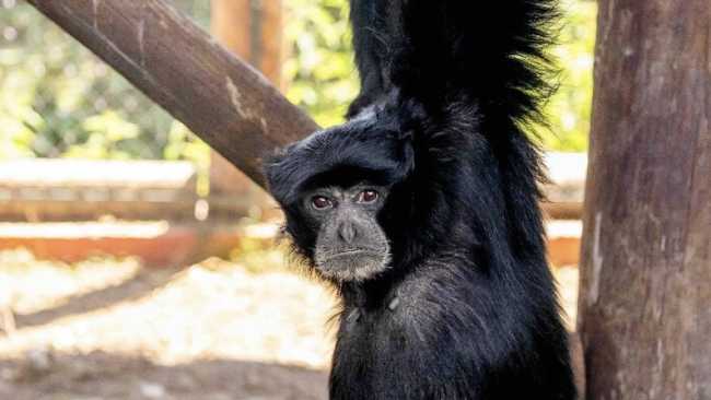 siamango Safari Park