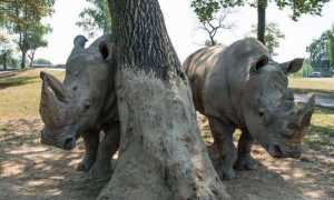 thumbnail rinoceronte safari park