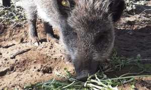 tina castelletto foto 2