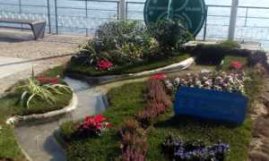 trifolia 4
