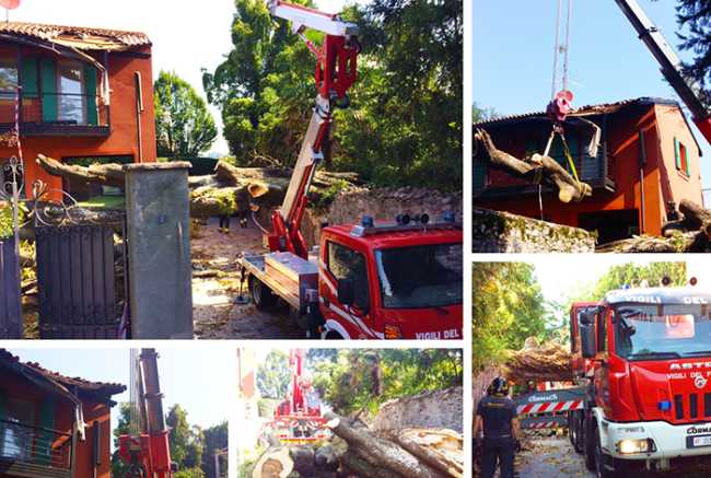 vigili arona pianta albero 17