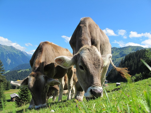 cows cow 203460 640