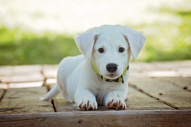 cucciolo cane