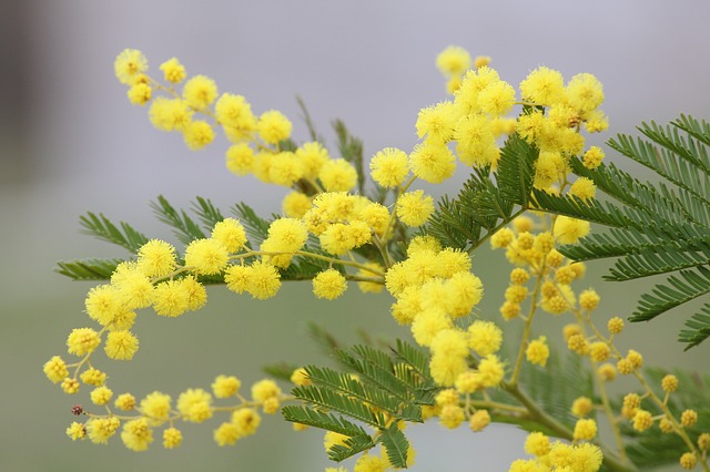 mimosa 2970960 640