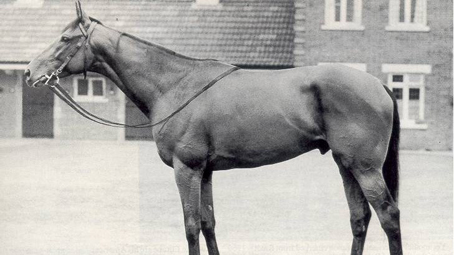 Ribot