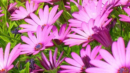 fiori rosa