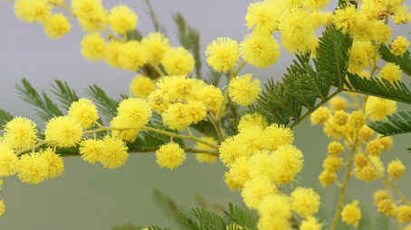 foto mimosa