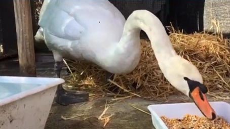 cigno alfredo