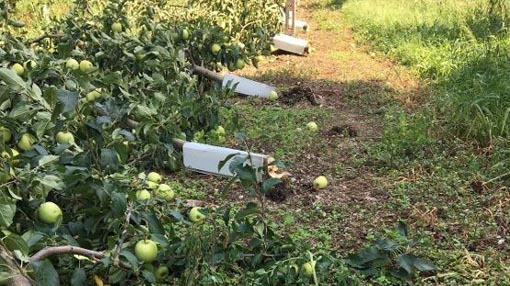 frutteto nebbiuno