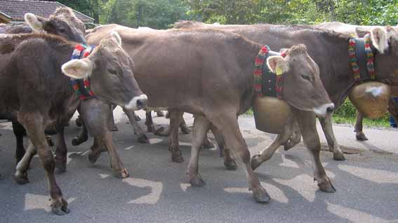 mucche transumanza