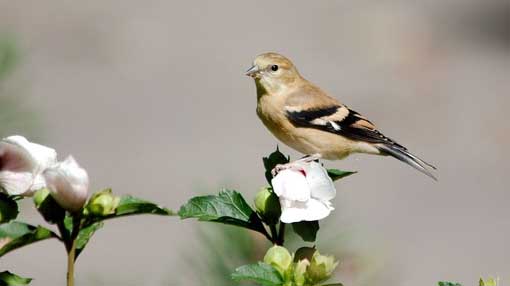 cardellino foto