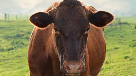 mucca