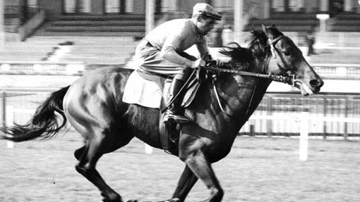 ribot foto