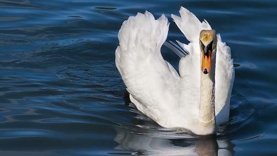 cigno