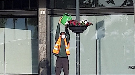 arona fioriera sospesa