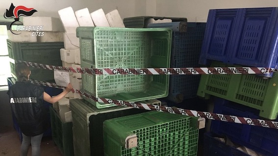 forestale operazione 1