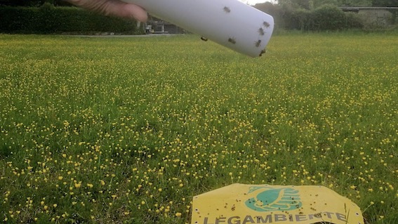 rilascio api dormelletto