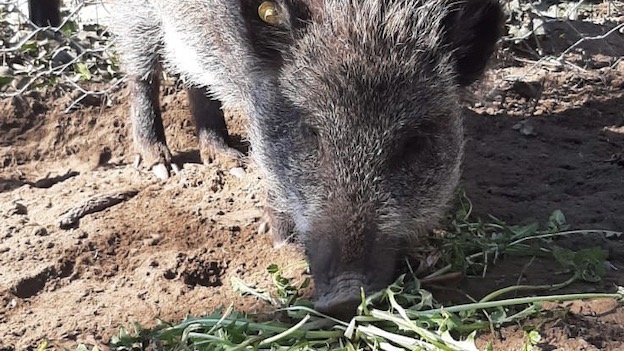 tina castelletto foto 2