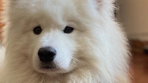 cane oleggio castello