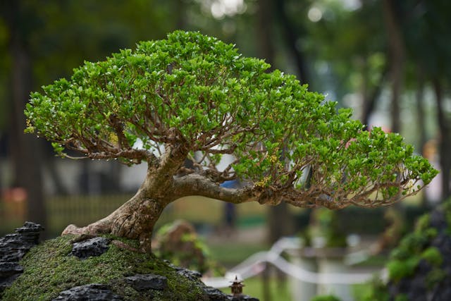 bonsai foto