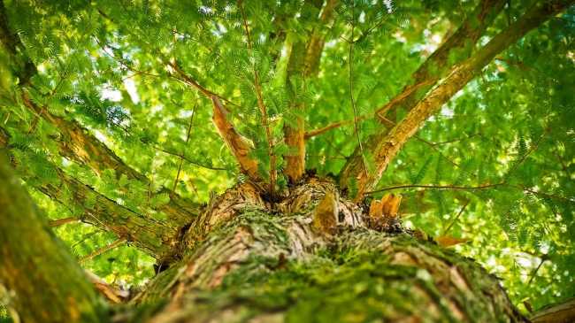 albero foto
