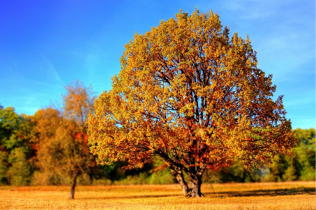 autunno albero foto