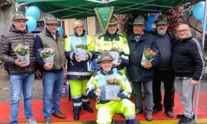 massino fiori azzurro