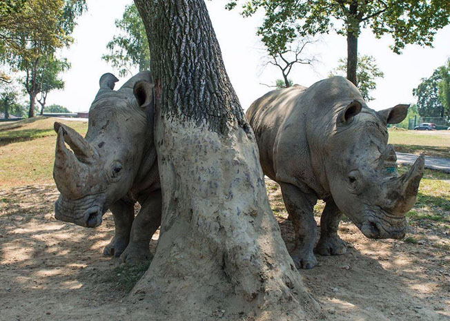 Salvaguardia degli animali, progetti didattici, adozioni e altro: la stagione 2018 del Safari Park